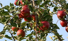 Äpfel aus dem alten Land; Elbe Obst 
